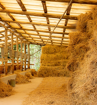 牛小屋の様子